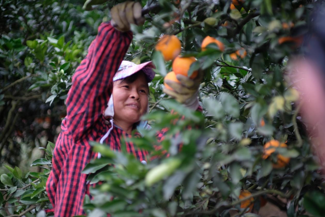 农业银行信丰县支行支持脐橙产业发展纪实：“世界橙乡”“橙”色足