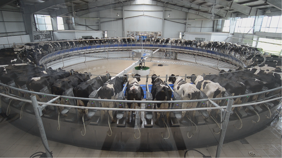 天牧乳业美国博美特重型转盘式挤奶机挤奶场景