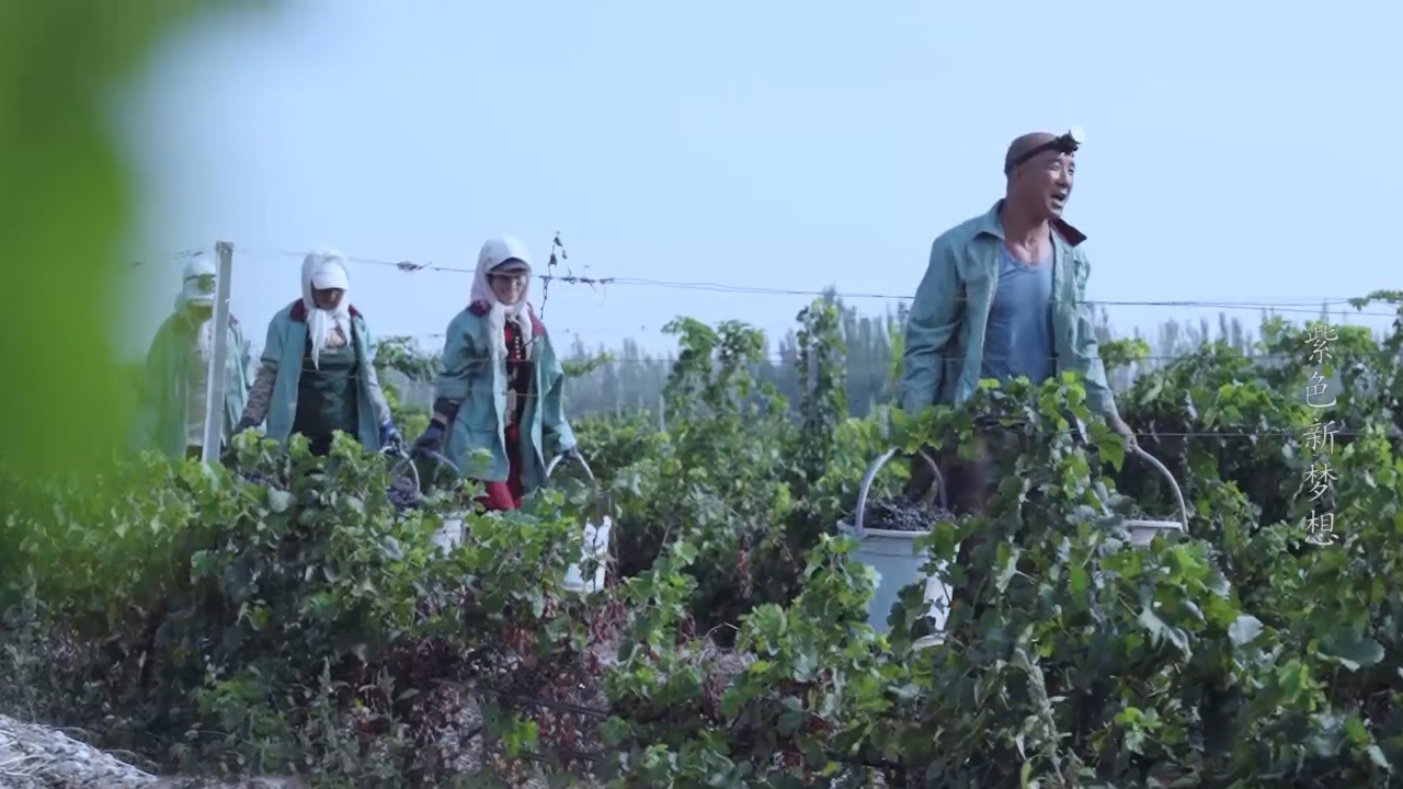 宁夏果农凌晨挑灯摘葡萄，在酒香中致富，这才是真的《山海情》