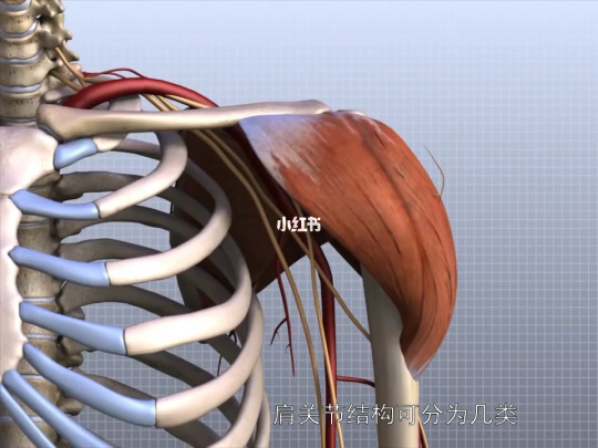肩關節解剖