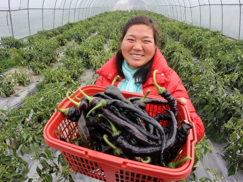 江西东乡：大棚蔬菜采收忙 设施蔬菜助增收