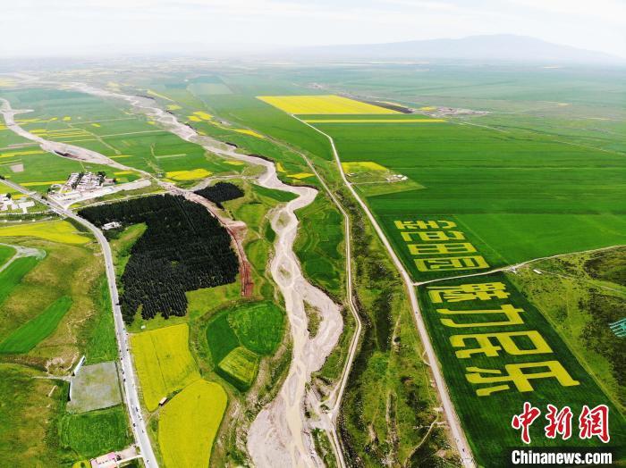 2019年7月16日，甘肃张掖市民乐县，祁连山下的油菜花入盛放期，油菜花海一望无际。 杨艳敏 摄