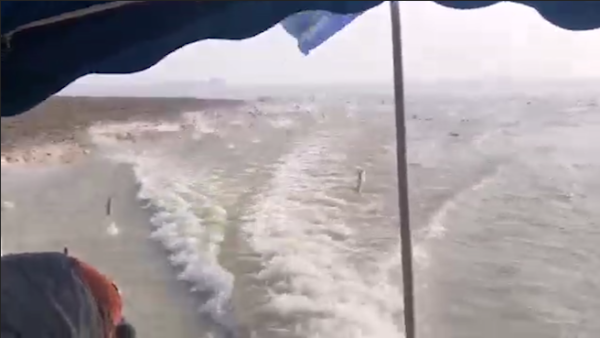 洞庭湖游艇过后成百上千条鱼儿跃出水面，有的直接“蹦”上船