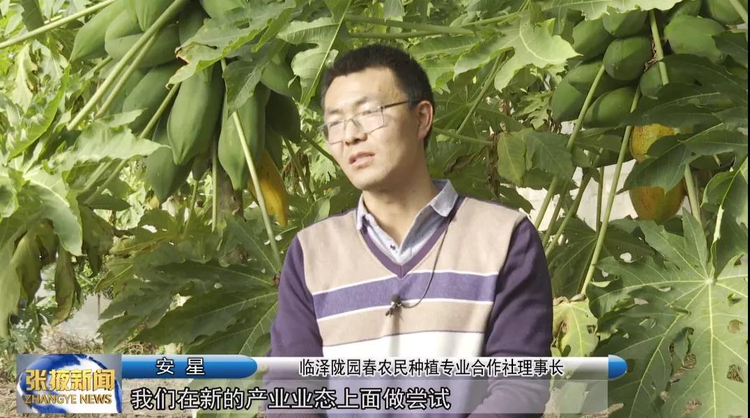 张掖临泽巧打“反季牌” 打造特色林果"金字招牌"