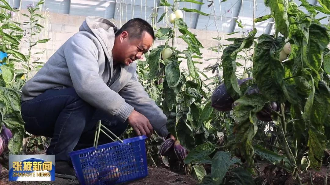 张掖临泽巧打“反季牌” 打造特色林果"金字招牌"