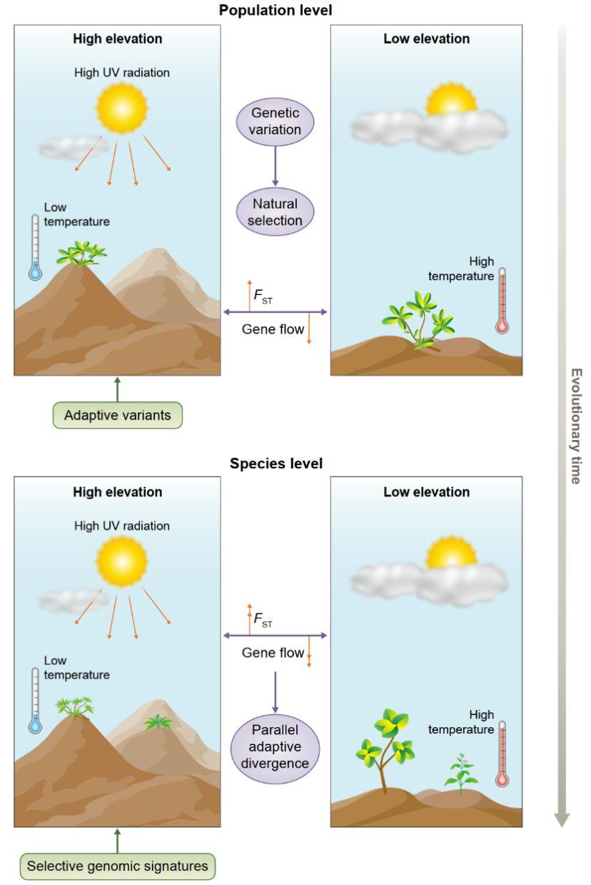 图3. 研究平行适应性分化与物种形成关键基因鉴定的方法