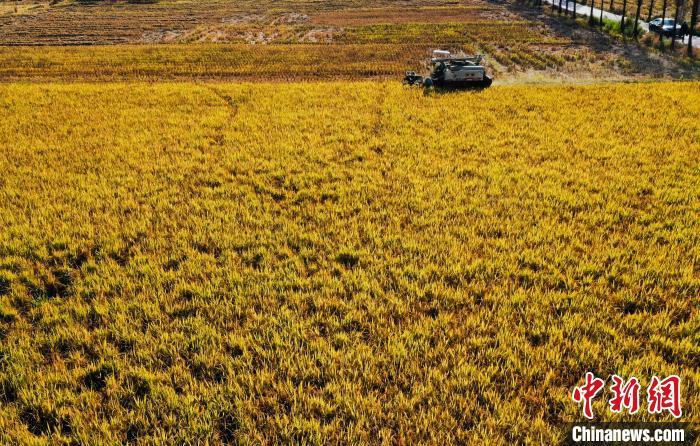 江西省万年县优质水稻收割作业现场。（资料图）　王昊阳　摄