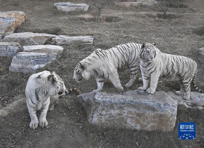 这是1月17日在太原动物园拍摄的孟加拉白虎。