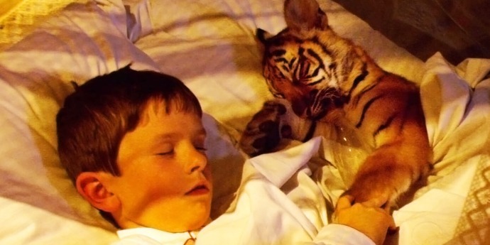 电影：幼虎被男孩当宠物收养，还抱在一起睡，长大后成为森林之王！