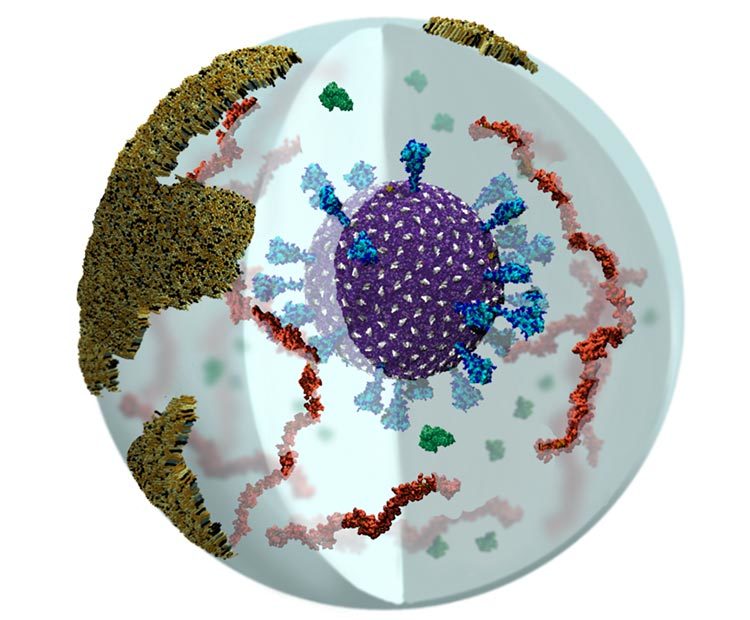 科學家首次在氣溶膠內建立德爾塔新冠變種病毒模型