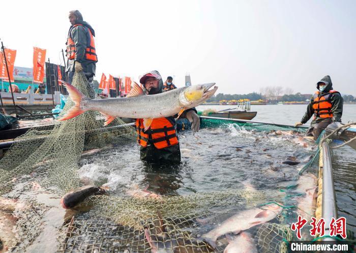 江苏泰州：鱼跃人欢冬捕忙