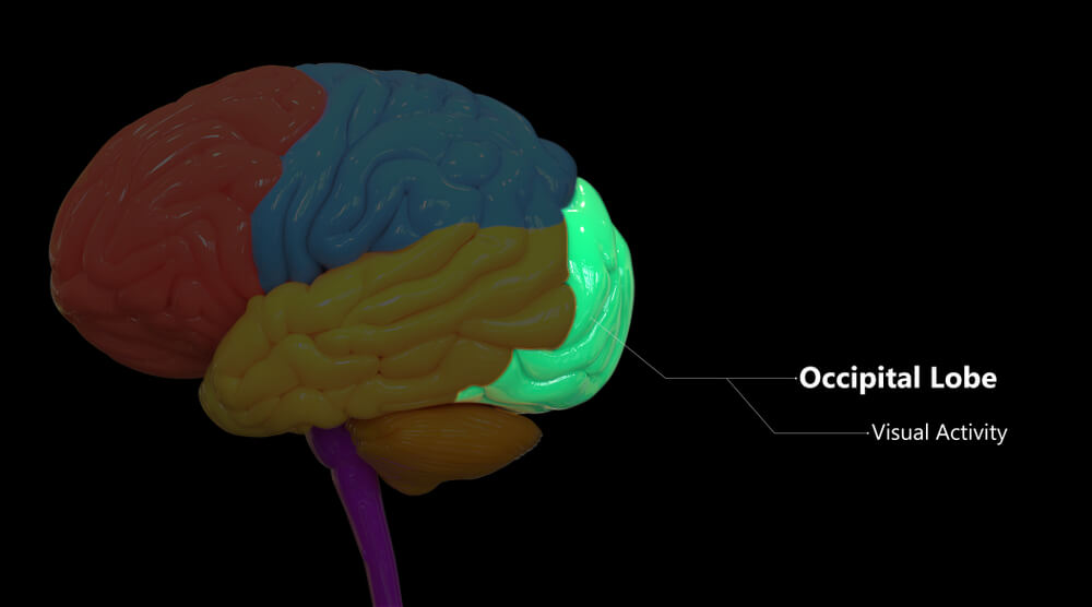 人类大脑枕叶 (occipital lobe)