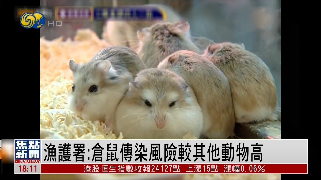 香港曝全球首例仓鼠感染新冠病例：将捕杀超2000只仓鼠