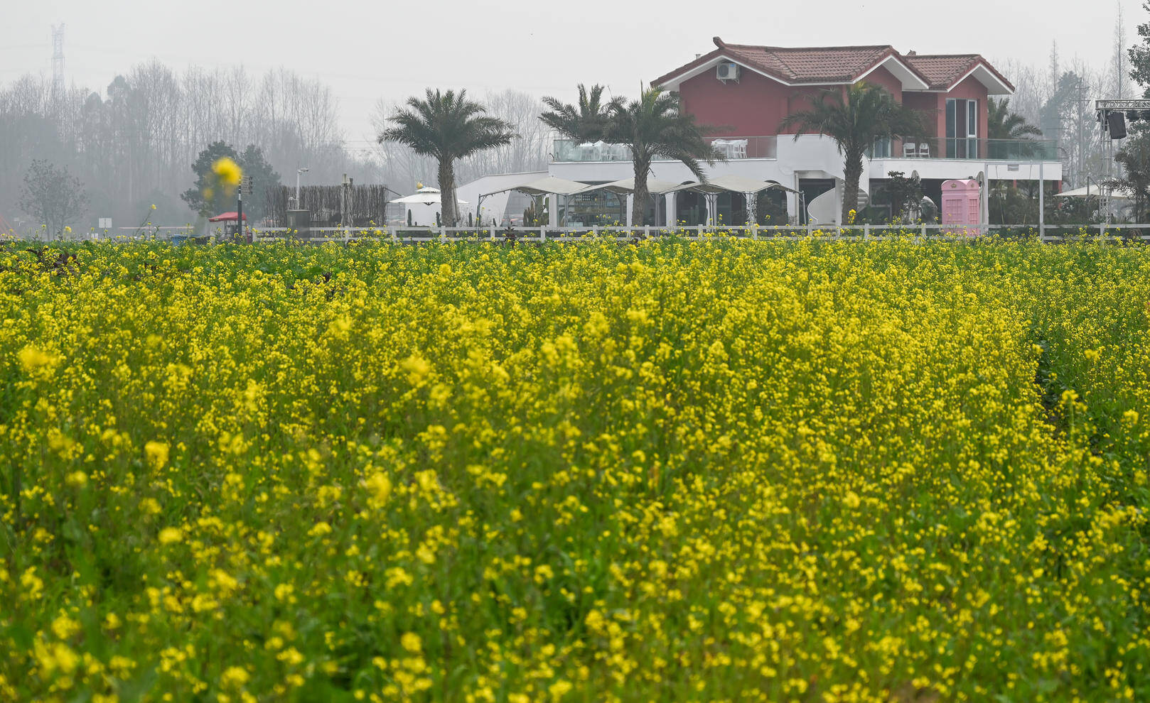 成都油菜花腊月就开了 不 花期未到 是野生油菜花 返祖 了 凤凰网