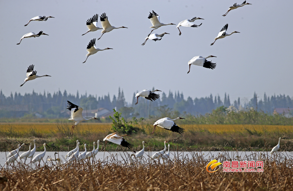 近80万只水鸟在鄱阳湖过冬