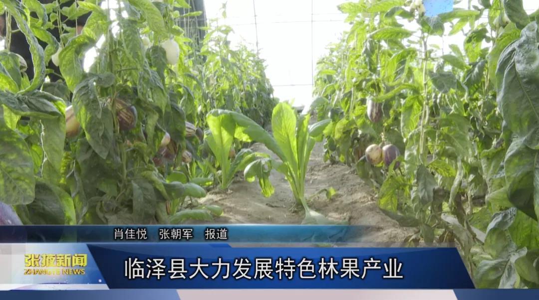 张掖临泽巧打“反季牌” 打造特色林果"金字招牌"