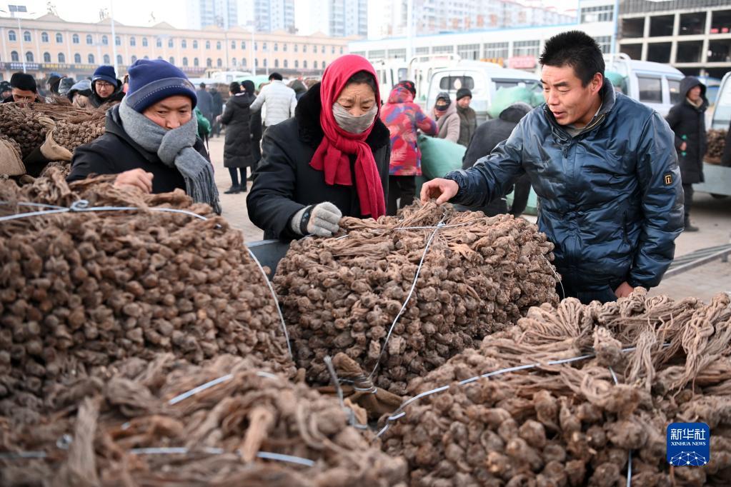 千年药乡当归产业焕发新机