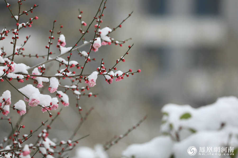 雪后郑州傲冬梅花凌寒开放