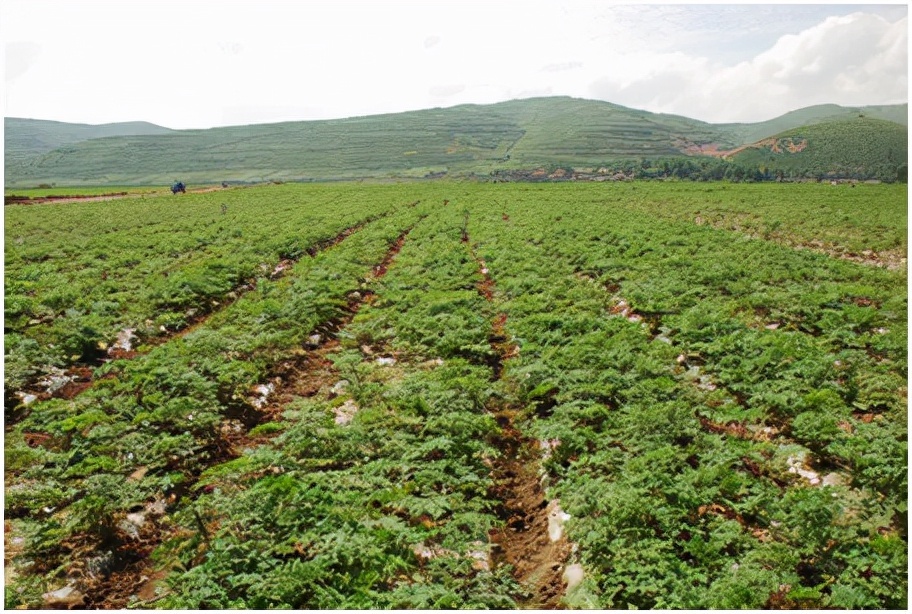 港澳委员看甘肃丨郑宇凌(香港):好山好水出好药 陇原道地药飘香