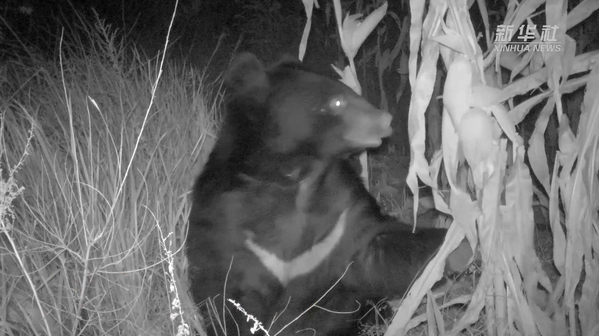 云南洱源拍到“狗熊掰棒子”