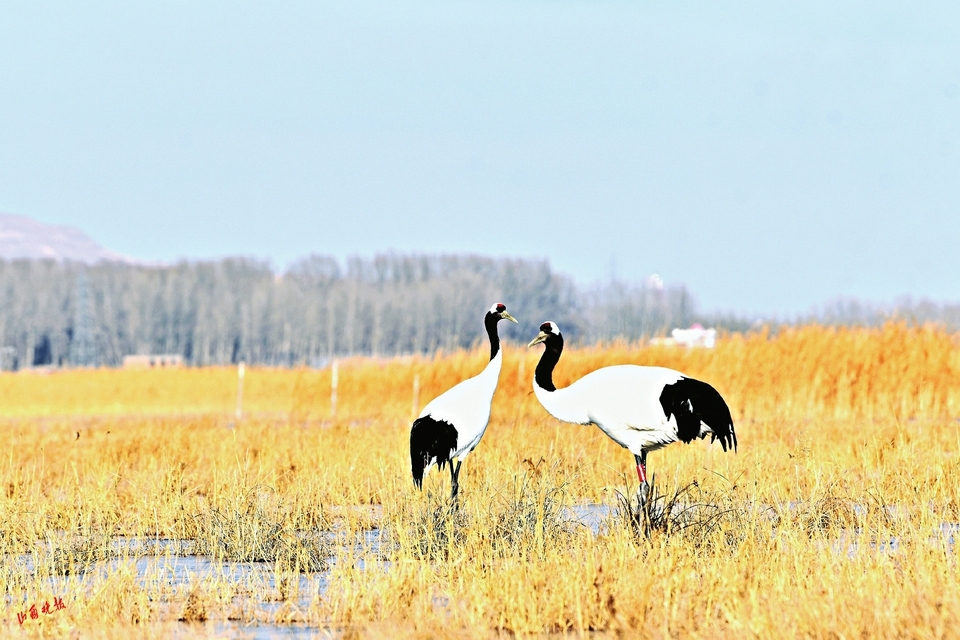两只国家一级保护动物丹顶鹤现身广灵县壶流河湿地。