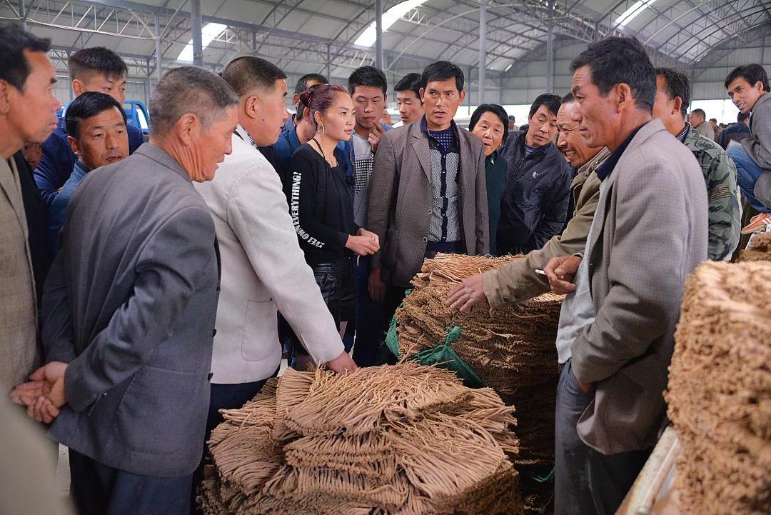 港澳委员看甘肃丨郑宇凌(香港):好山好水出好药 陇原道地药飘香