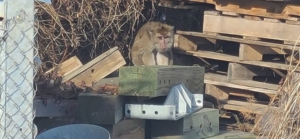美国实验室猴子运输途中逃跑：当地提醒切莫靠近 有几只已被安乐死