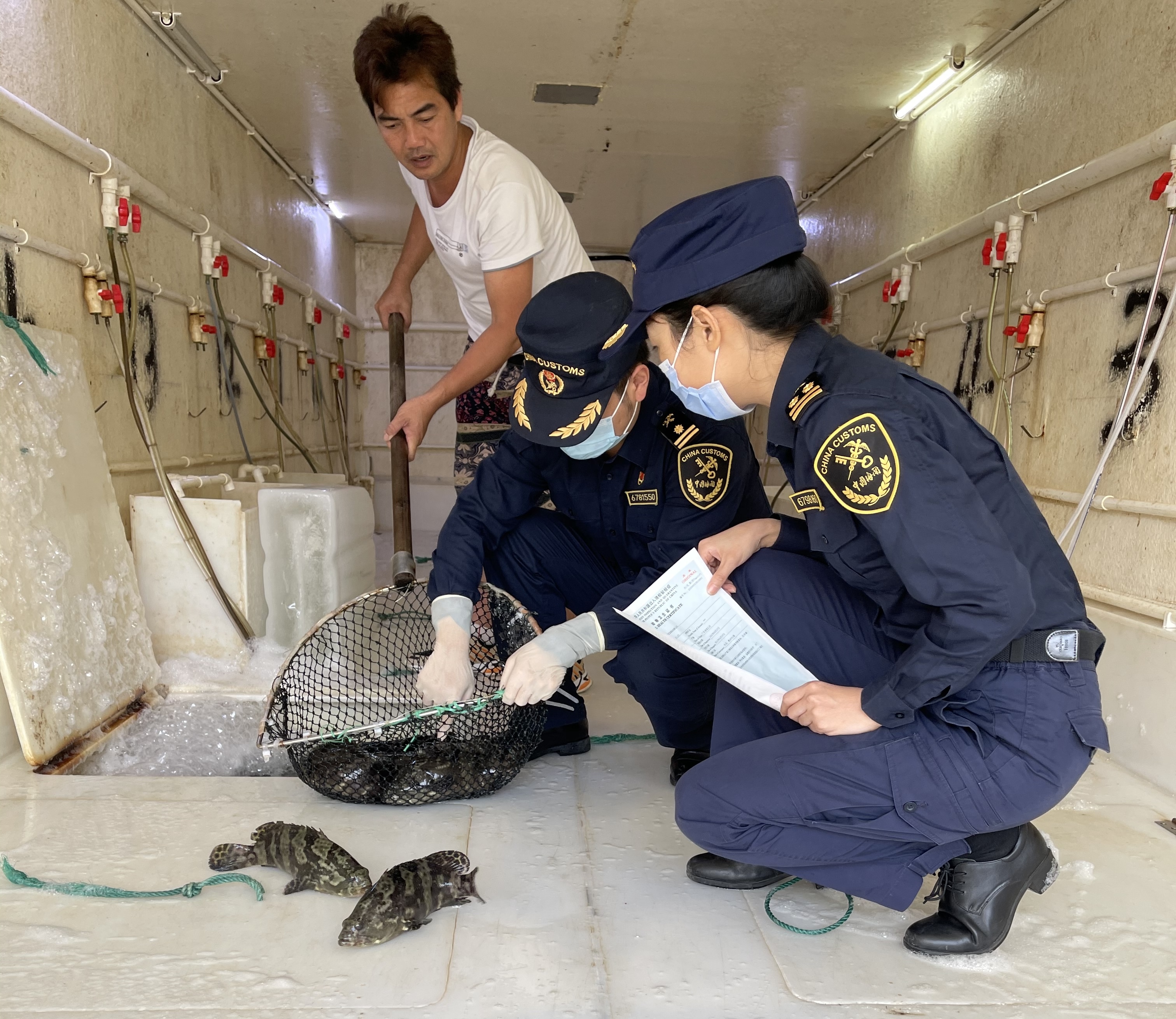 海关关员对供港活鱼实施现场检疫