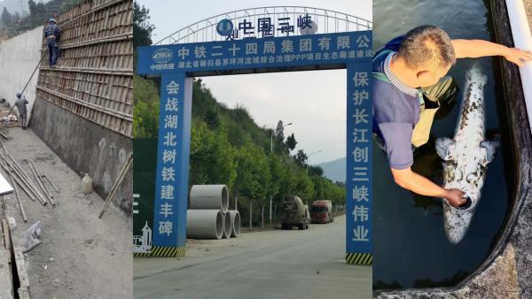 湖北宜昌一中华鲟养殖场被挖断取水渠四个多月，目前当地检修水管保供水。(02:59)