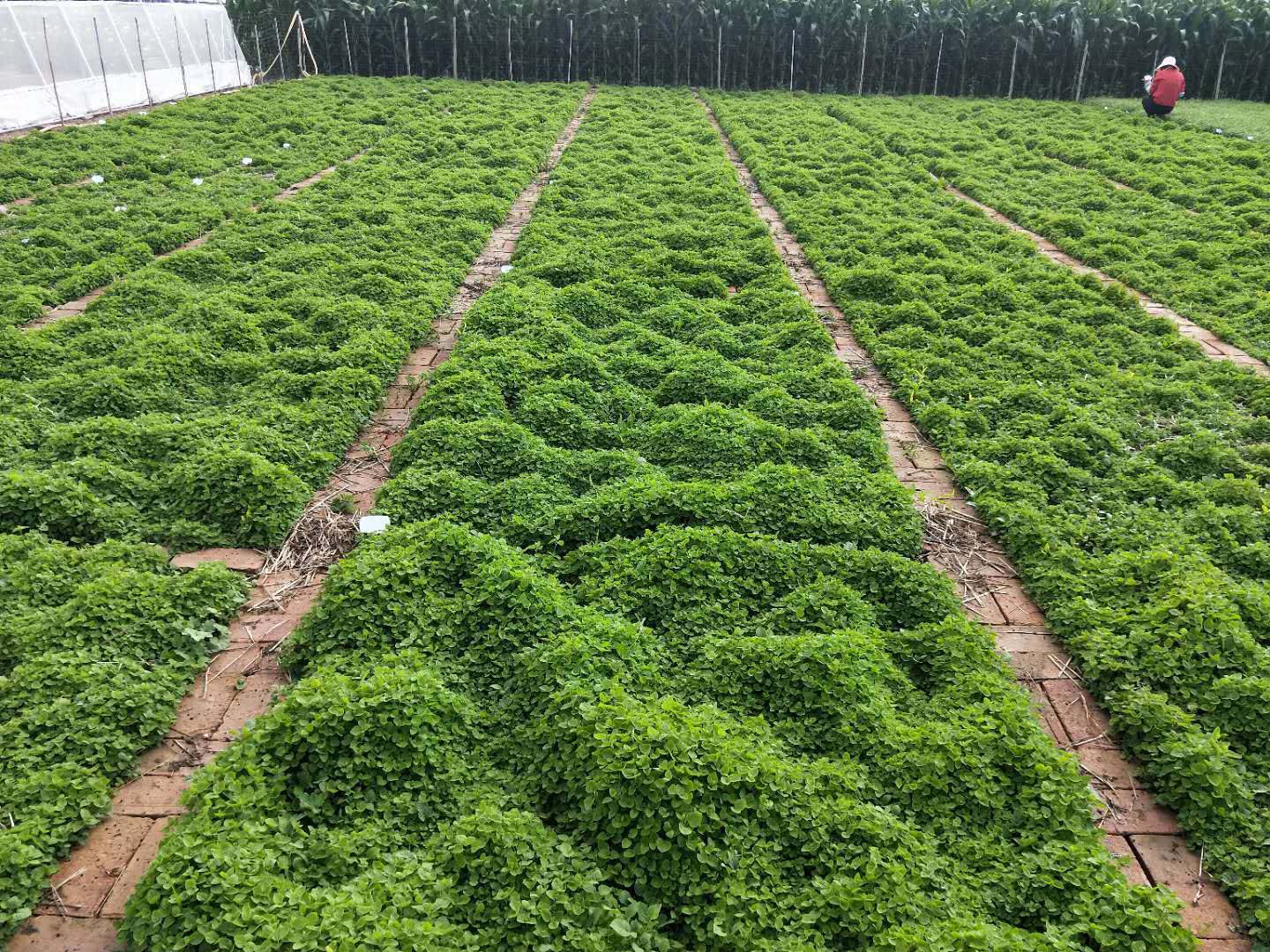 港澳委员看甘肃丨郑宇凌(香港):好山好水出好药 陇原道地药飘香