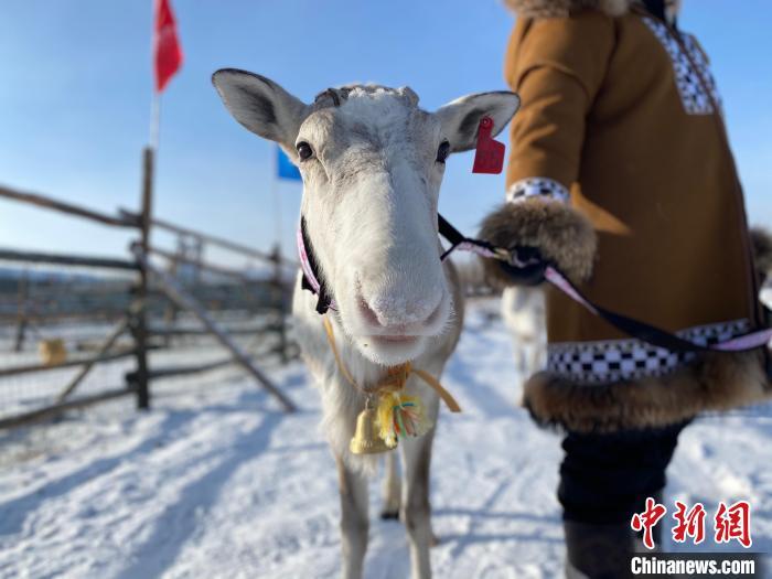 中国最后一支使鹿部落：新年是开启小康生活的每一天