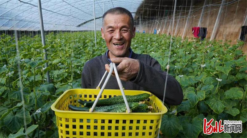 2月1日,黄瓜种植户王章顺展示刚采摘的黄瓜。