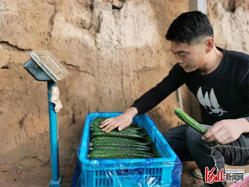 2月1日,黄瓜种植户王占军在棚内将黄瓜分类装箱、过秤。眼下正值黄瓜销售旺季,翟庄村的瓜农春节期间仍在辛勤劳作,抢摘新鲜黄瓜。