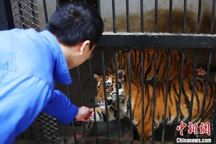 图为南昌动物园饲养员李逸轩与1岁龄的华南虎交流。 刘占昆 摄