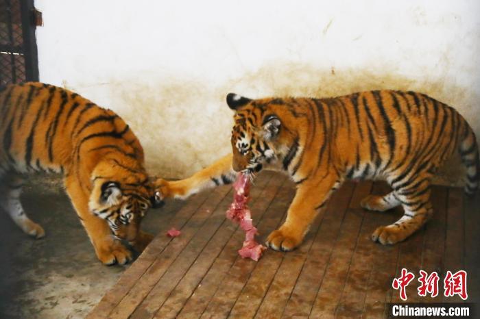 图为南昌动物园猛兽笼舍内两头嬉闹的华南虎。 刘占昆 摄
