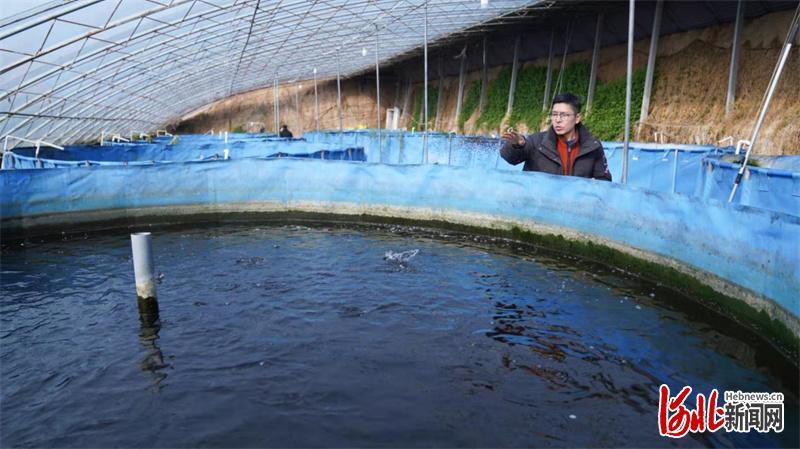 2月1日,黄瓜种植户王鑫在“鱼菜共生”棚内喂鱼食。黄瓜小镇翟庄村延伸黄瓜产业链条,促进一二三产融合融合发展,相继建设了美容体验坊、黄瓜酒坊、黄瓜食府等延链项目。同时,引进“鱼菜共生”项目,实现“养鱼不换水、种菜不施肥”,生态农业成为助农增收的一大亮点。