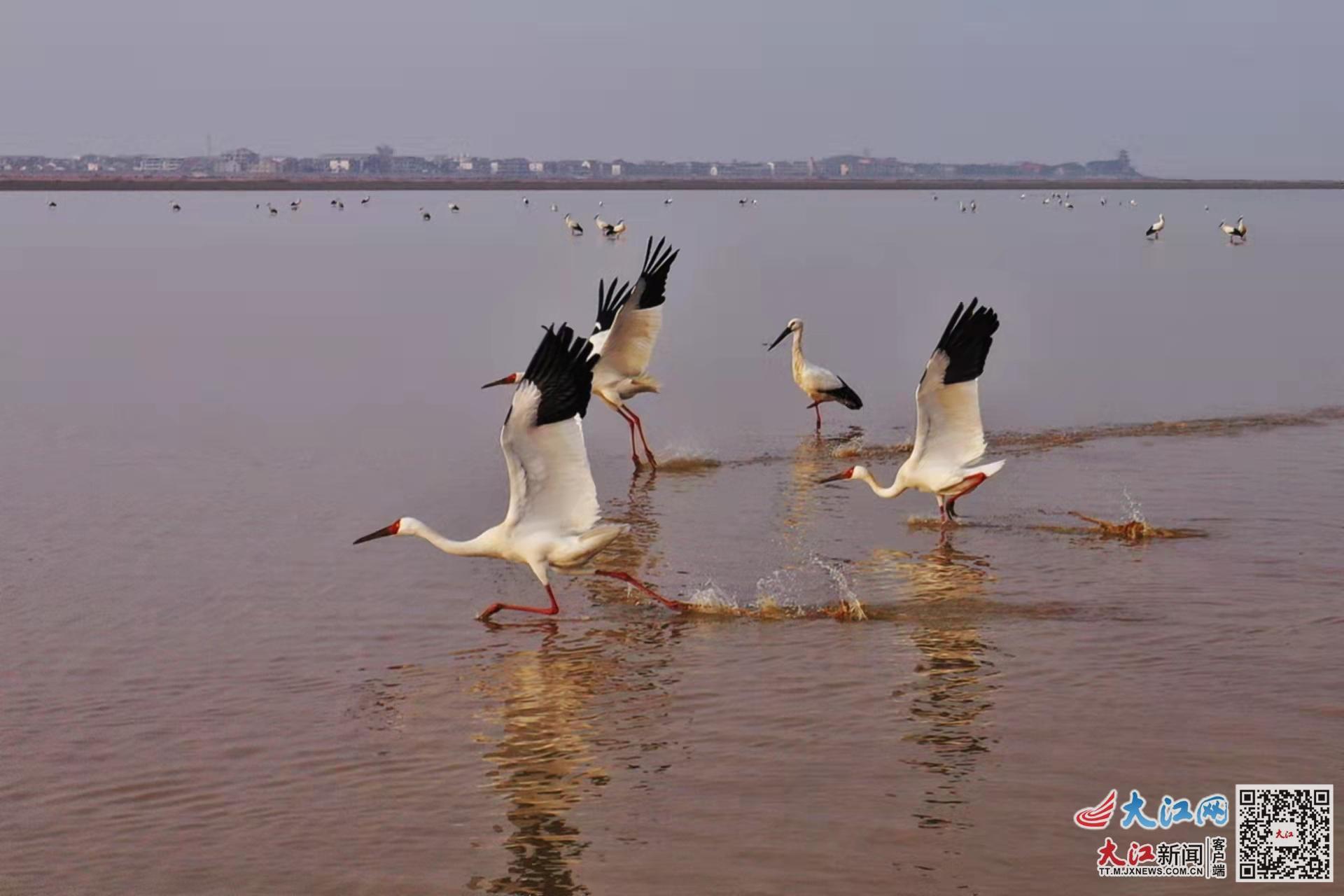 鄱阳湖巡护员春节我在岗呵护候鸟不打烊