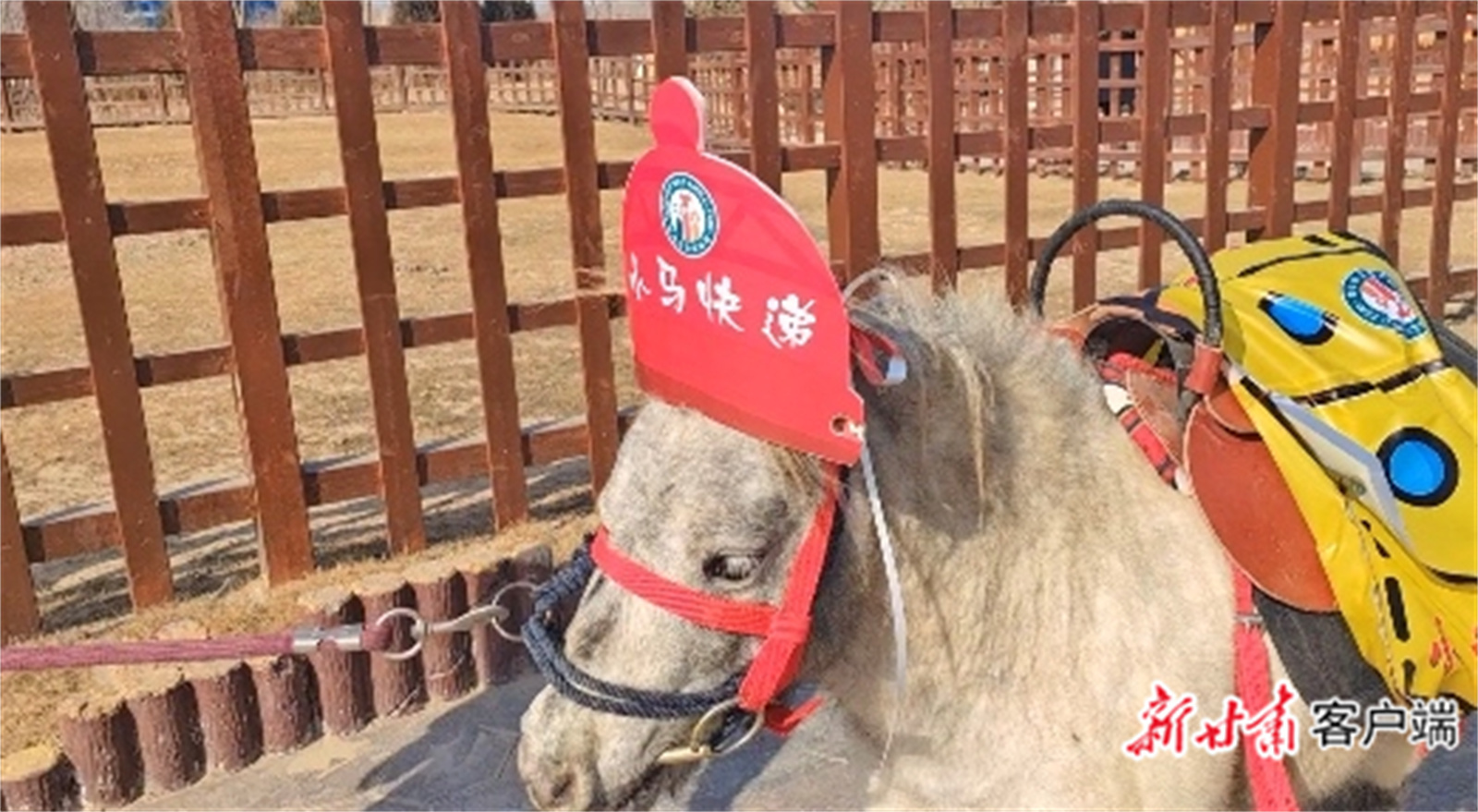 动物园里的小马快递员