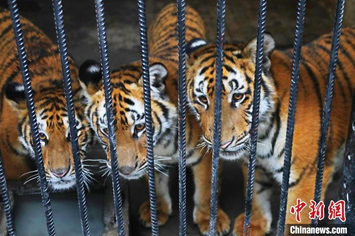 图为2月4日,南昌动物园猛兽笼舍内的华南虎三胞胎. 刘占昆 摄