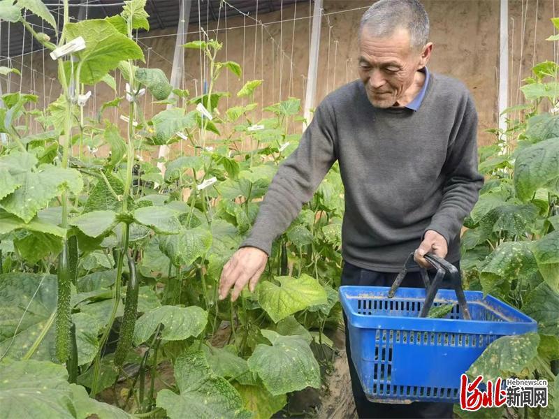 2月1日,黄瓜种植户王章顺在棚内采摘黄瓜。近年来,河北省邯郸市馆陶县黄瓜小镇翟庄村大力发展黄瓜种植特色产业,全村黄瓜大棚达1000多座,每座棚年纯利润达5万多元。