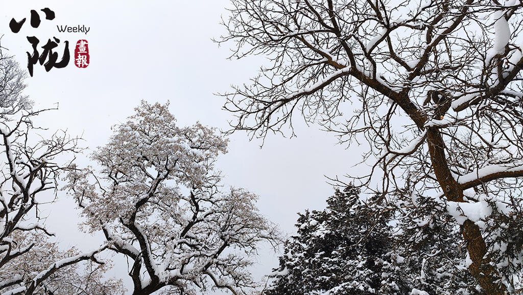 雪压枝头白絮飞玉树银枝惹人醉