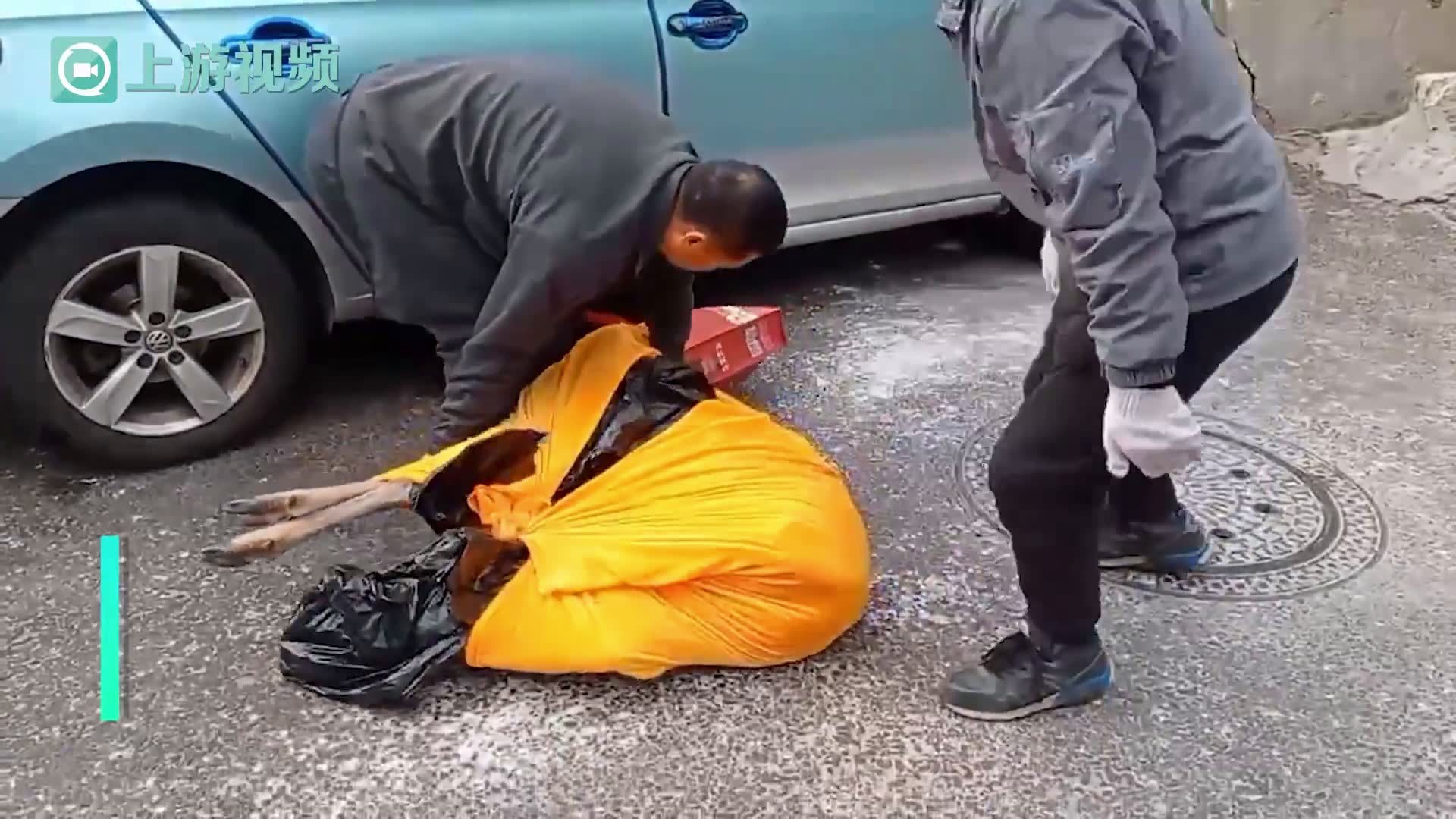 大连“生态名片”野生梅花鹿生死劫：两月内10多只命丧流浪狗之口