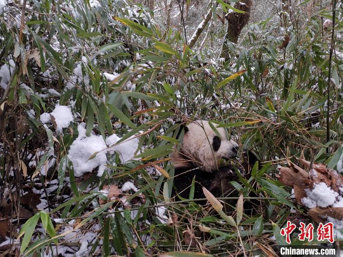 竹林中进食的大熊猫(资料图 何义文 摄