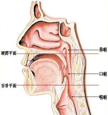 歌唱鼻咽腔位置图图片