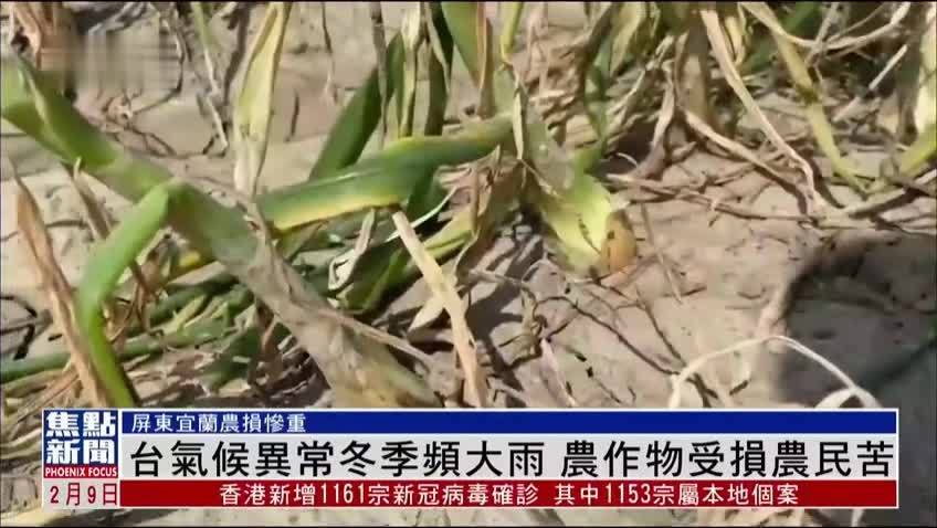 台湾气候异常冬季频大雨 农作物受损农民苦