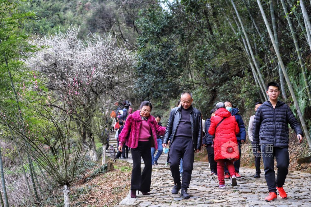 江西大餘:笑問梅花信 春已到枝南__鳳凰網