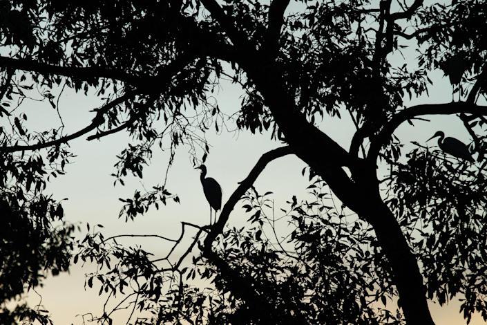 环保组织批亚马逊 谷歌碳中和造假利用漏洞夸大减排 凤凰网