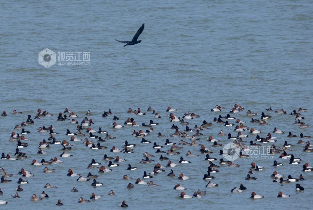 九江：畅游八里湖（图）