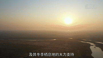 飞越上万里 用翅膀投票 白鹤在全球选中鄱阳湖作为越冬家园