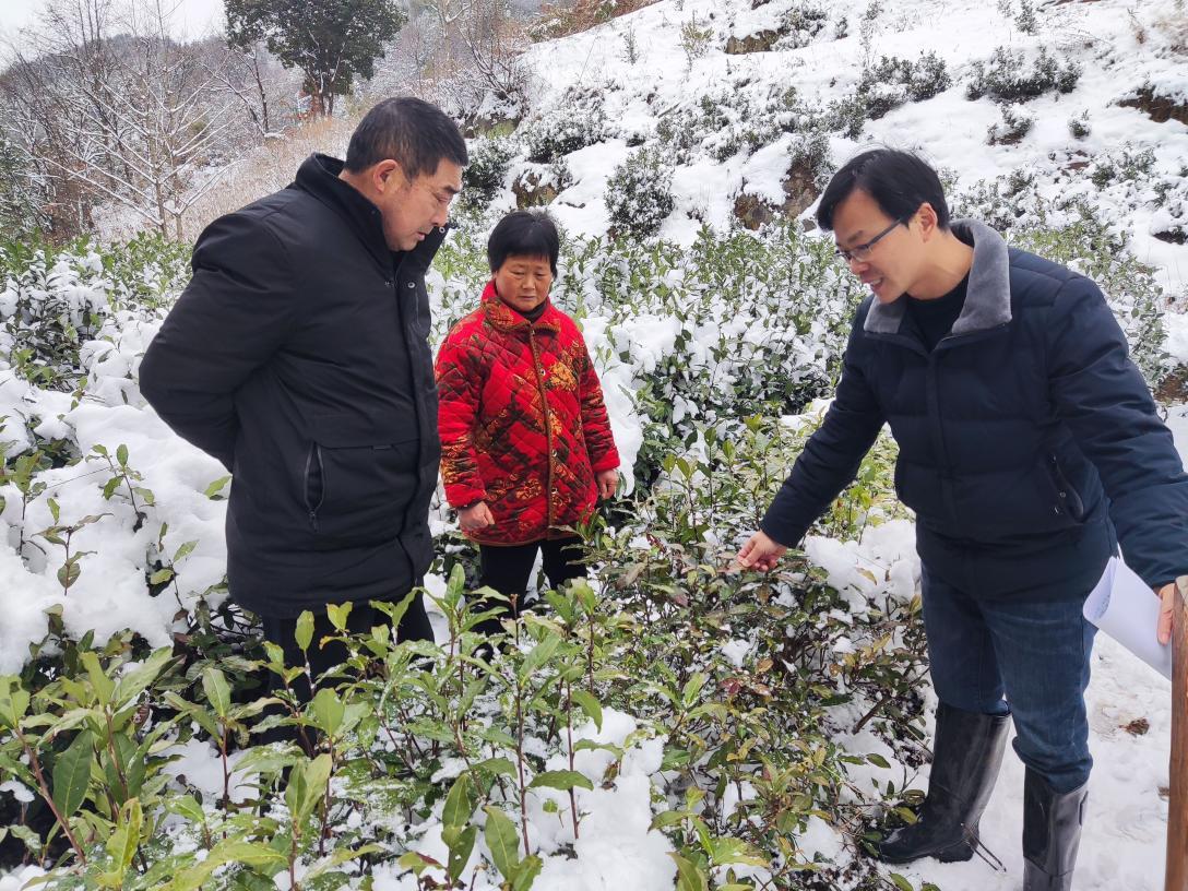 安徽桐城雪地里来了农技员